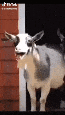 a goat with its tongue hanging out is standing in front of a red building .