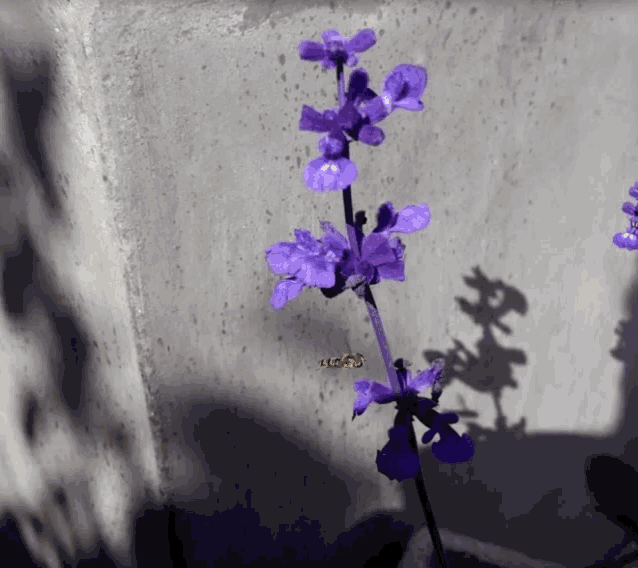 a close up of purple flowers with a bee on one