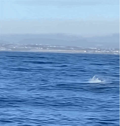 a dolphin is swimming in the ocean with a city in the background