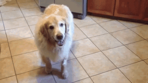 a dog is standing on a tiled floor and looking at the camera .