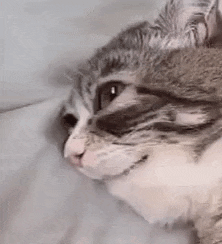 a close up of a cat laying on top of a bed .