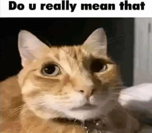 Silly Cat GIF - Silly Cat Curious GIFs