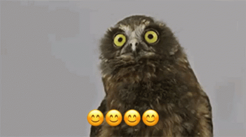 Owl Dance GIF - Owl Dance Looking GIFs