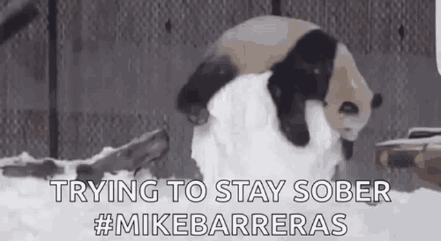 Mike Barreras Drunk GIF - Mike Barreras Drunk Trying To Stay Sober GIFs