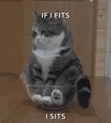 Haha Cute GIF - Haha Cute Cat GIFs