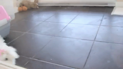 Excited. Excited. GIF - Animals Dog Puppy GIFs