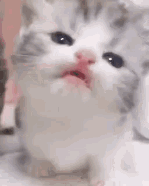 a close up of a kitten with its tongue out and a pink nose .