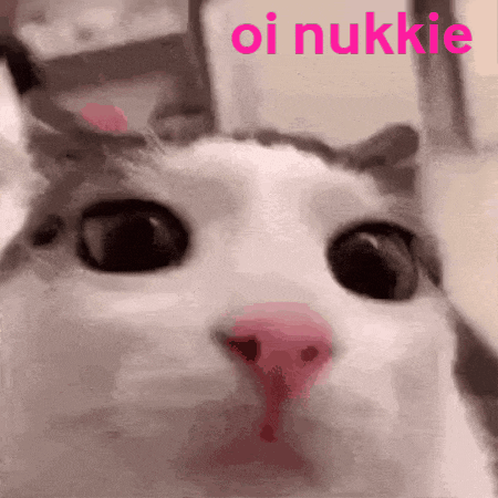 a close up of a cat 's face with the words ` ` oi nukkie ` ` written in pink .