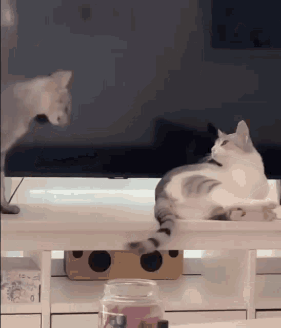 two cats are sitting on a white table in front of a television .