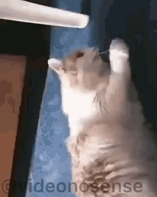 Cat Cat Are Stupid GIF - Cat Cat Are Stupid Playing GIFs