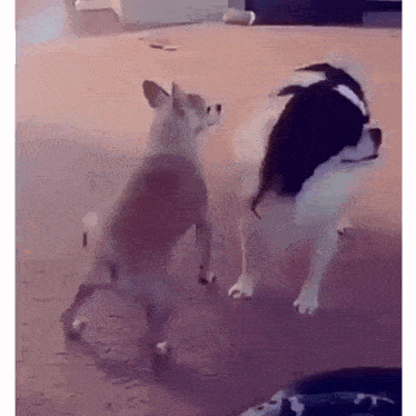 two dogs are standing next to each other in a living room .