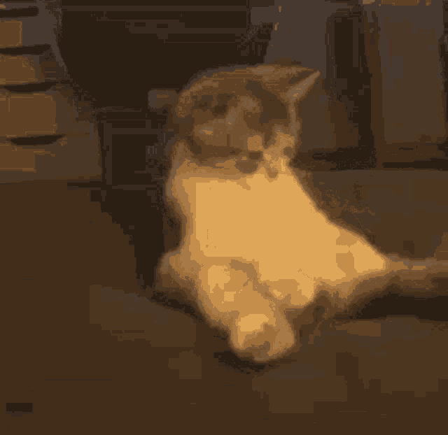 a cat is sitting on its back on a couch