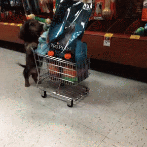 Dog Shopping Cart GIF - Cute Dogs GIFs