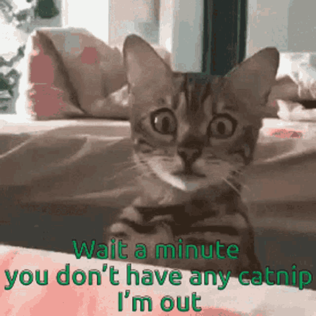 a cat is sitting on a bed with the words wait a minute you don 't have any catnip