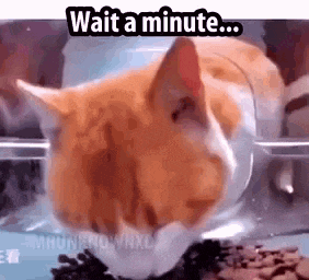 a cat is eating food out of a plastic container and waiting for a minute .