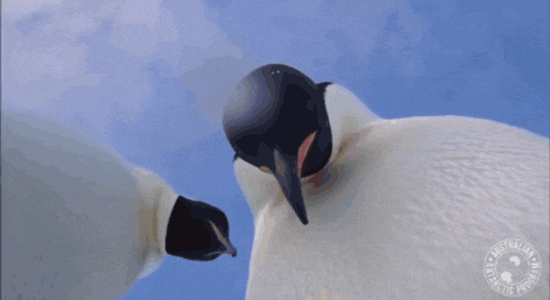 a couple of penguins standing next to each other with a logo that says " penguins in the arctic "