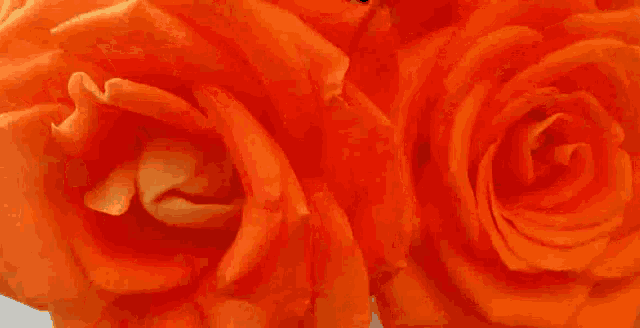 Roses Flowers GIF - Roses Flowers GIFs