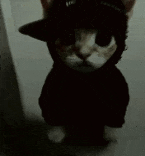 a cat is wearing a black hoodie and a black hat .