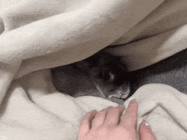 a rabbit is laying under a white blanket and a person is touching it