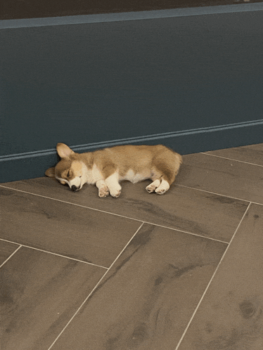 a brown and white dog laying on a tile floor