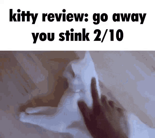 Cat Review GIF - Cat Review Eating GIFs