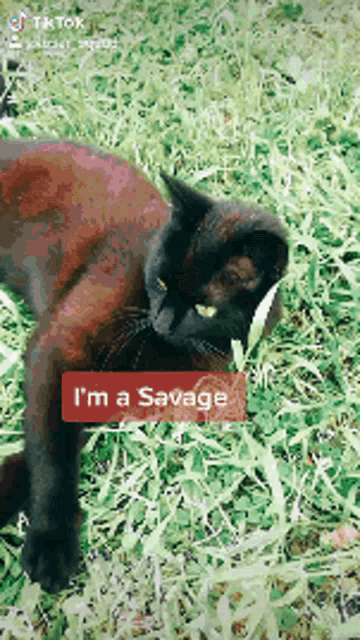 a black cat is laying in the grass with a red sign that says i 'm a savage on it