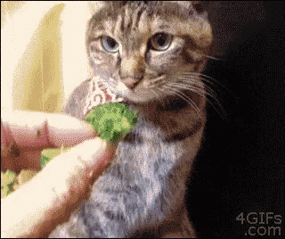 a cat eating a piece of broccoli from a person 's hand with the website 4gifs.com in the corner