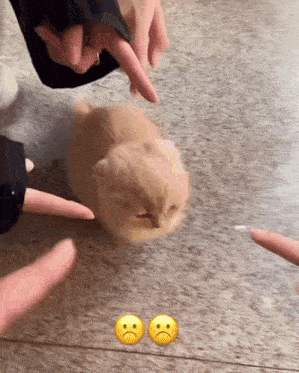 a cat with two sad faces on it 's face is being petted by a person
