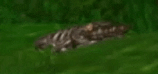 a blurred image of a crocodile swimming in the water .