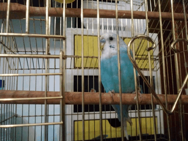 a blue and white bird is sitting in a cage