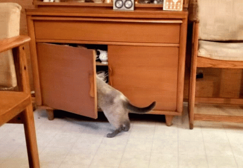 Cat Looking GIF - Cat Looking In GIFs