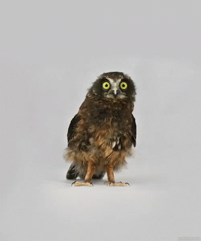 Neckrolling Owl GIF - Birds Bird Owl GIFs