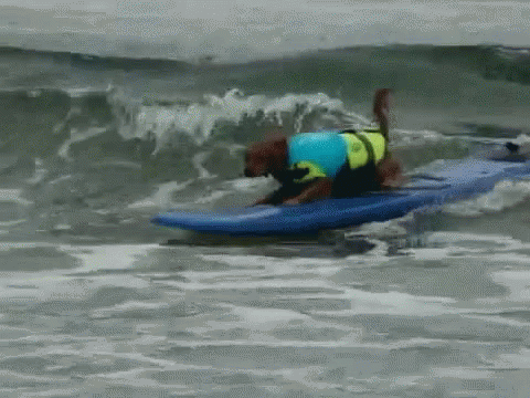 Dog Surfing GIF - Dog Surfing Hang Loose GIFs
