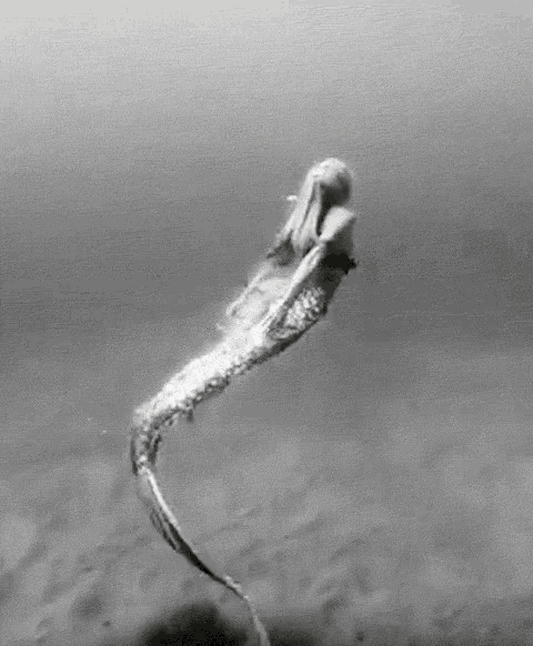 a mermaid is swimming underwater in the ocean in a black and white photo .