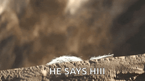 a close up of a feather on a rock with the words he says hiii