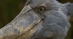 Shoebill Bird GIF - Shoebill Bird Eye GIFs