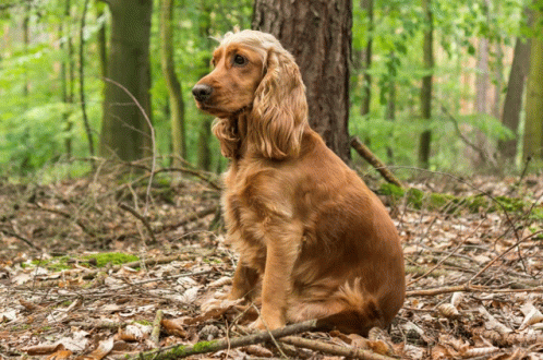 Cocker Spaniel GIF - Cocker Spaniel GIFs