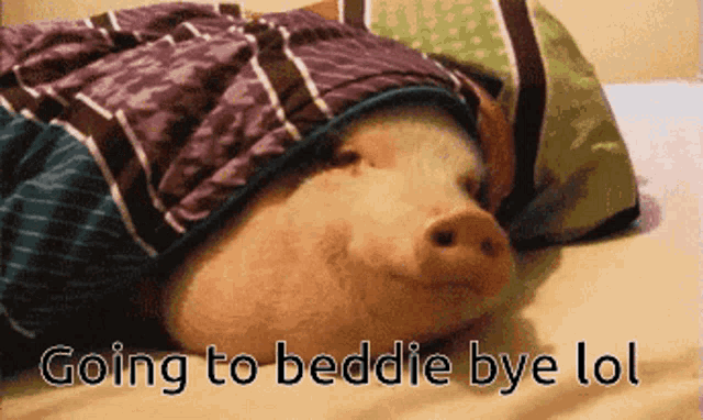 Hog Beddie Bye GIF - Hog Beddie Bye GIFs
