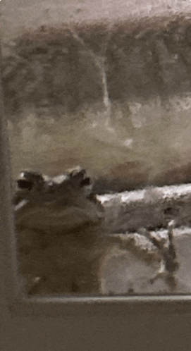 a close up of a brick wall with a frog in it