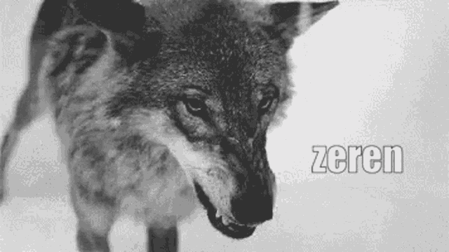 a black and white photo of a wolf standing in the snow with the word zeren in the corner .