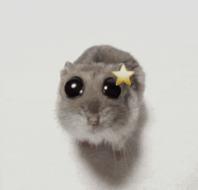 a hamster with a star on its head looks at the camera