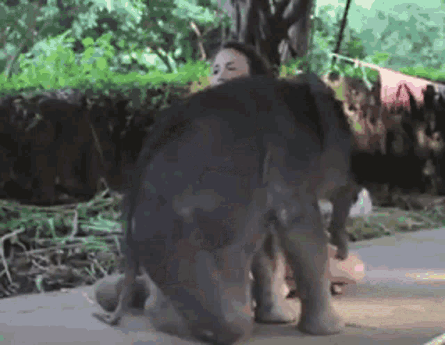a woman standing next to a baby elephant on the ground