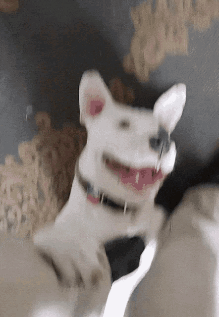 a white dog wearing a red collar is smiling
