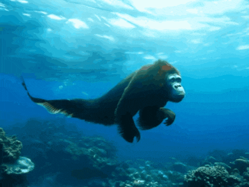 a gorilla is swimming in the ocean with a turtle tail