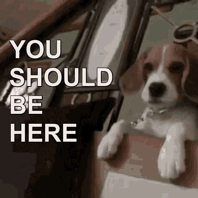 You Should Be Here Puppy GIF - You Should Be Here Puppy GIFs