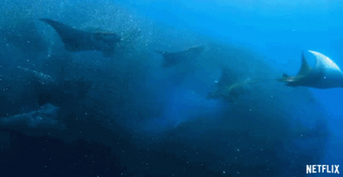 Manta Rays Swimming GIF - Manta Rays Swimming Herd GIFs