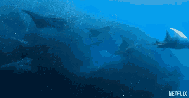 a group of sharks are swimming in the ocean with netflix written on the bottom