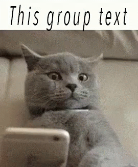 Group Text Reactions GIF - Group Text Reactions Cats GIFs
