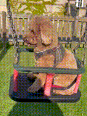 a dog wearing a harness is sitting in a swing