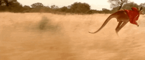 a kangaroo wearing a red hoodie is running through a field of dirt .